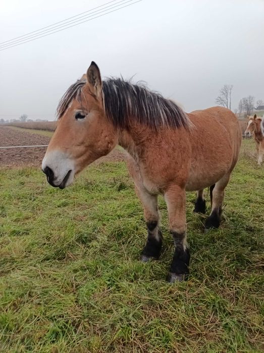 Klacz 2 lata Arden Polski