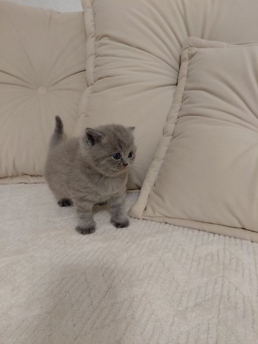 Продаються шотландські котенята