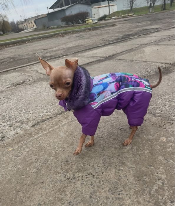 Комбинезон зимний для маленькой собаки