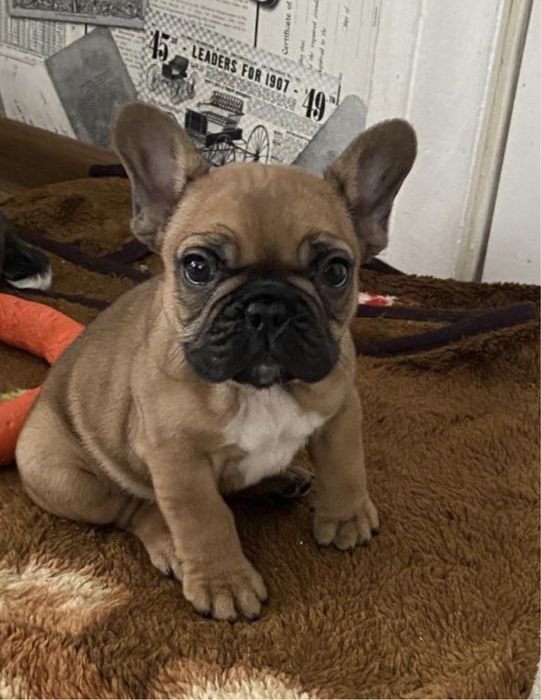 Вязка французский бульдог КСУ есть щенки