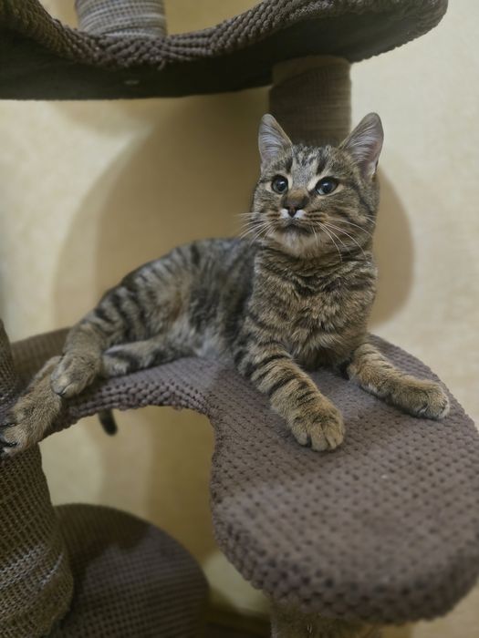 Котик в добрі ручки!