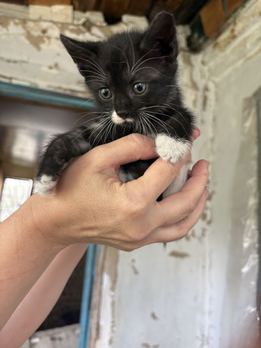 Котята маленькие