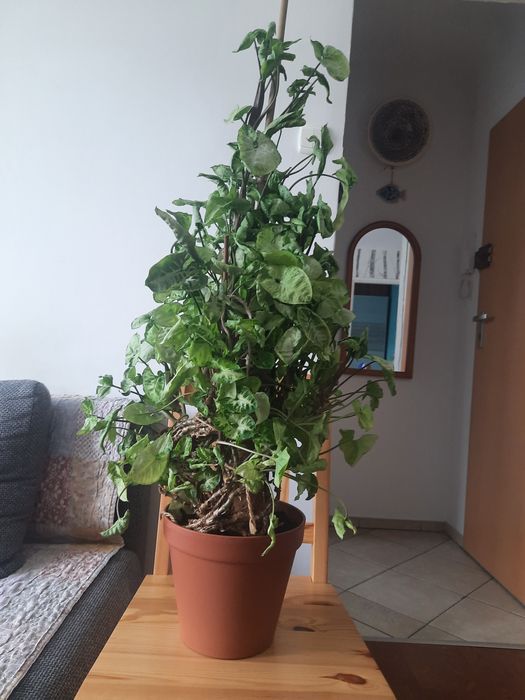 Metrowe syngonium