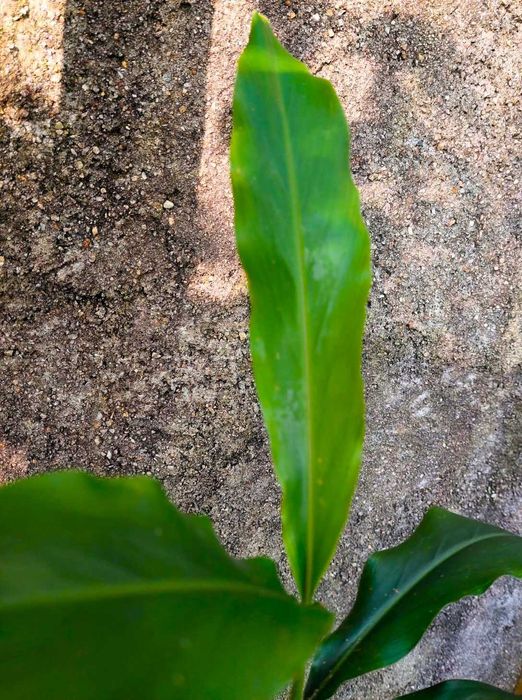 CARDAMOMO - Elettaria cardamomum