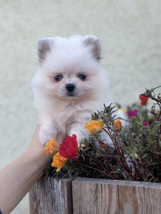 лялькова дівчинка тип ведмедика