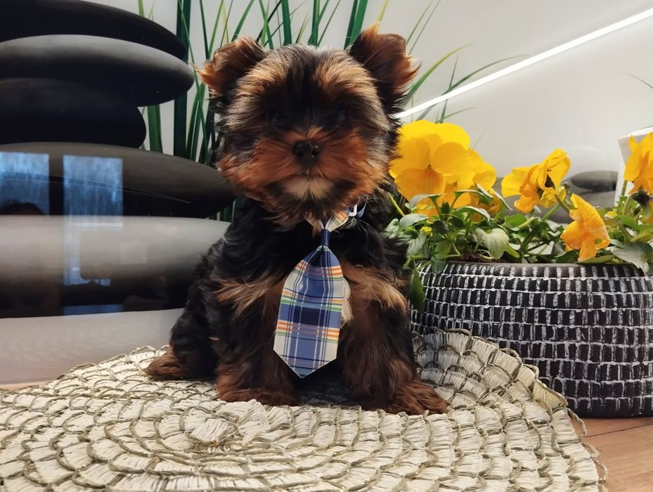 samczyk  Yorkshire terrier z Rodowodem