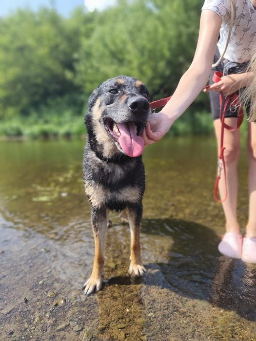 Kochany Tary szuka domu!