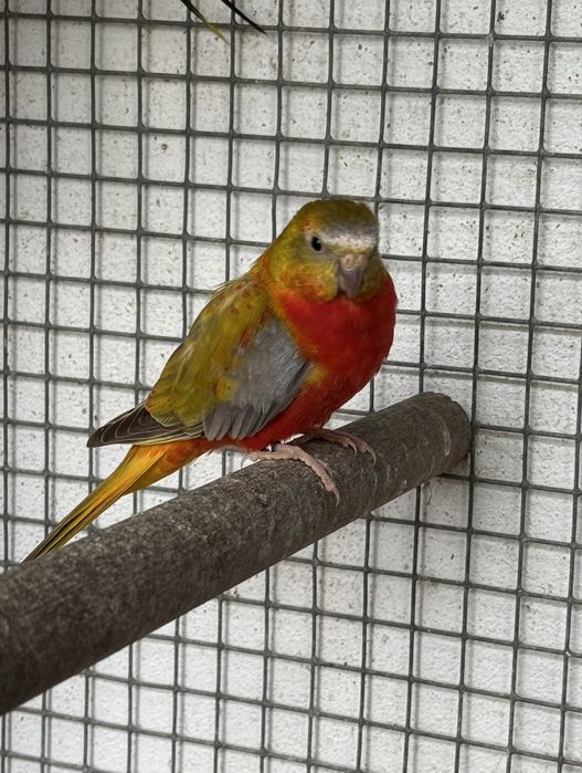 Neophema pulchella (turquoisines )