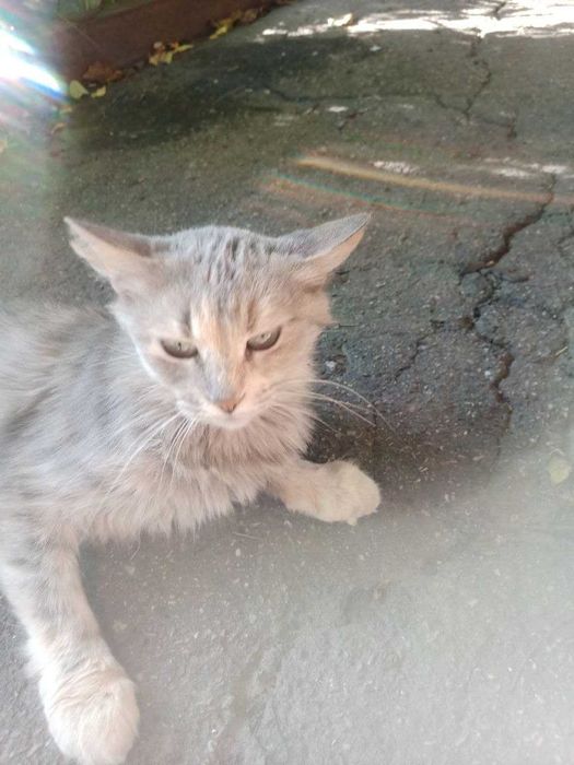 приблудилась кошка