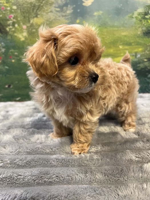 Maltipoo suczka