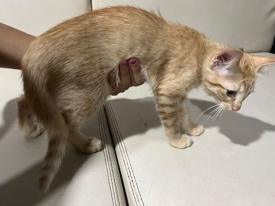Dou gatos mãe e filho