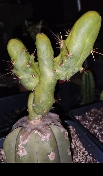 Cacto San Pedro, Bridgesi TBM / C