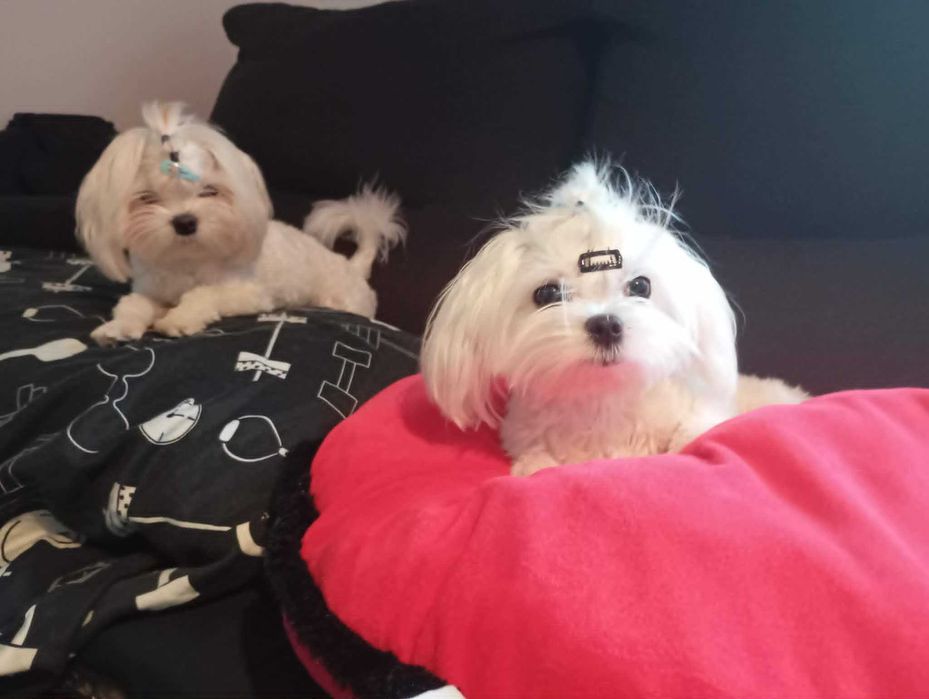 Piesek rasy maltańczyk