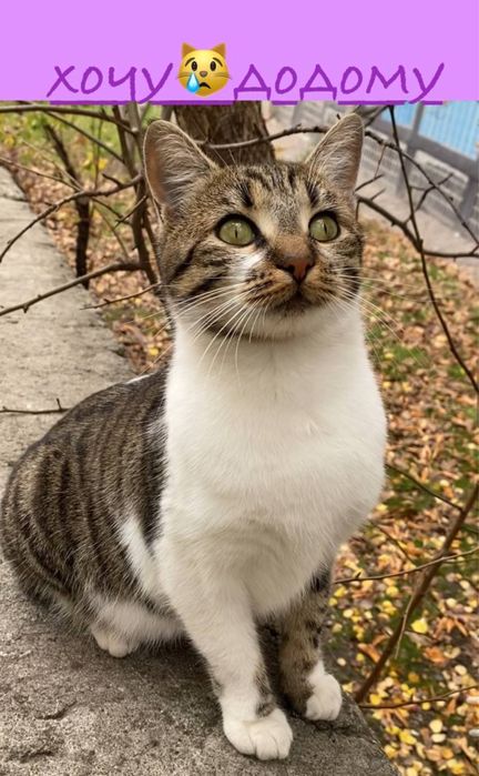 Отдам безплатно отвественной семье