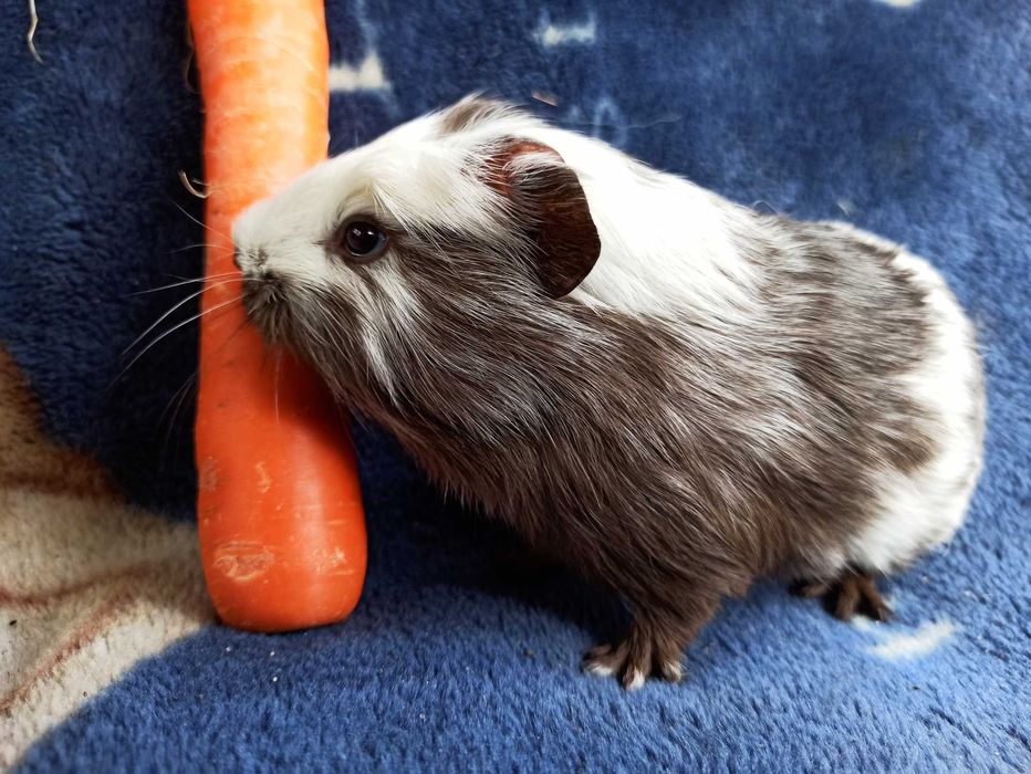 Świnka morska na sprzedaż