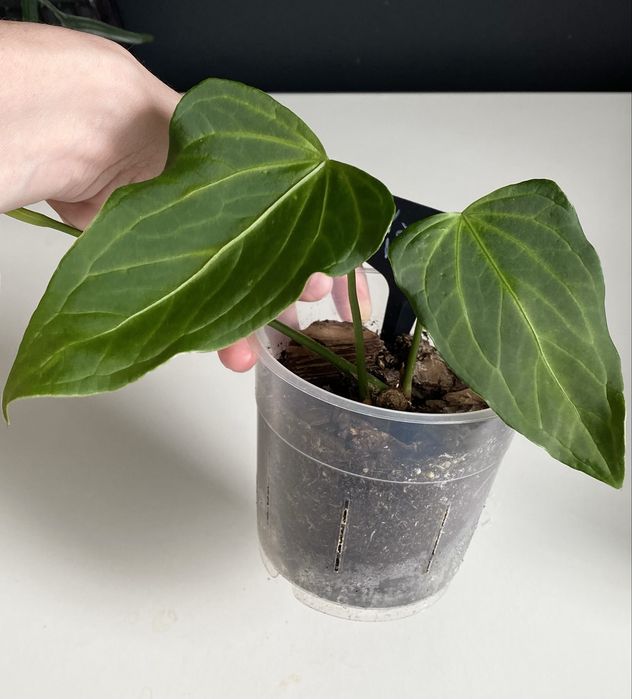 Антуріум Anthurium ‘Yasuni heart’ на дві рослинки
