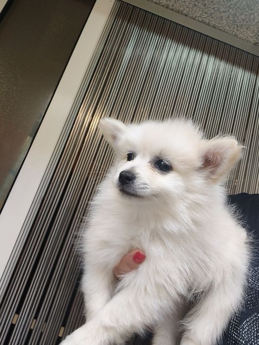 Spitz alemão menina