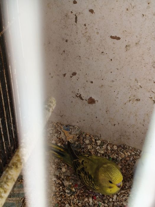 Piriquitos australianos