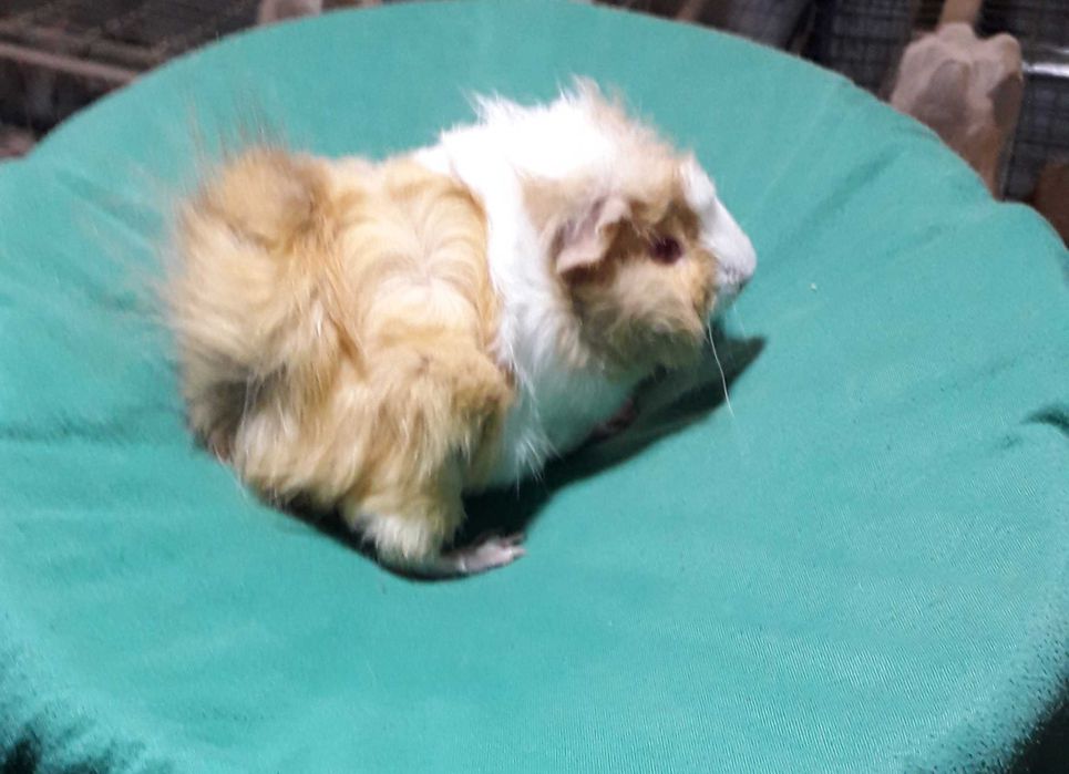 Морські свинки, розетка