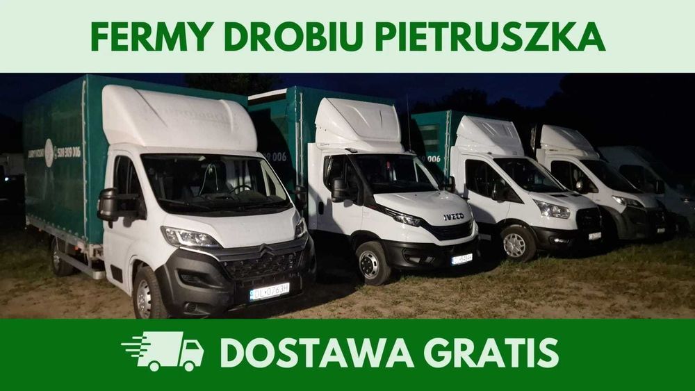 Kury nioski 12–20 tyg. | Dostawa GRATIS | Ferma Drobiu