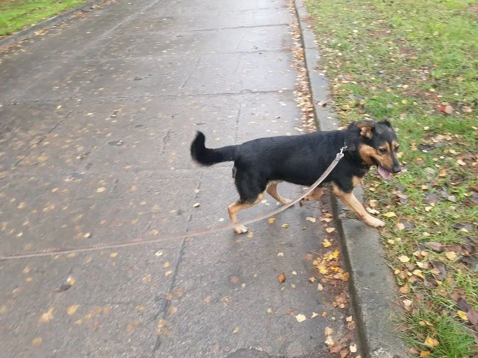 Piesek Prezes - ufny, łagodny SZUKA DOMU