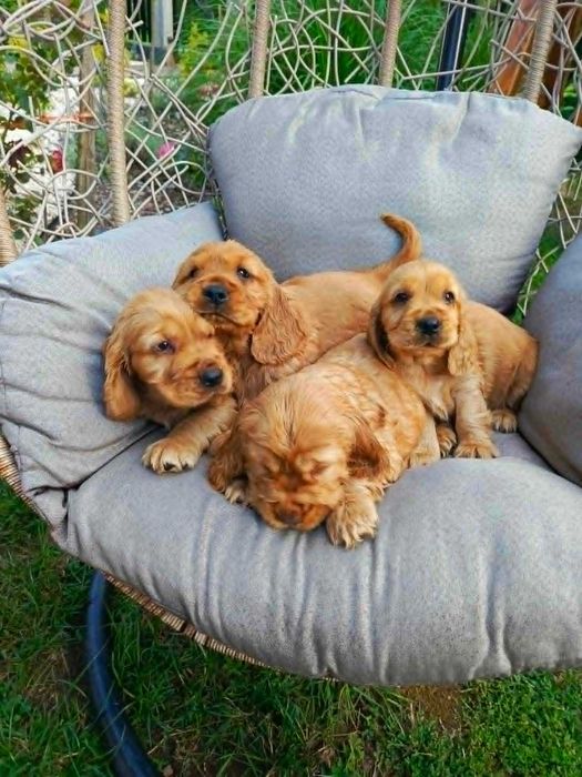 Cocker Spaniel - Gotowy Do Odbioru (Metryka,Szczepienia,Odrobaczone)