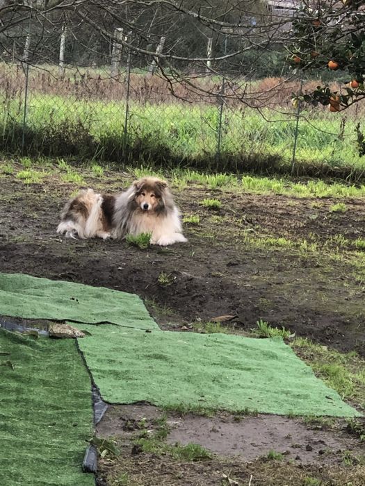 Rough Collie para adopção responsavel