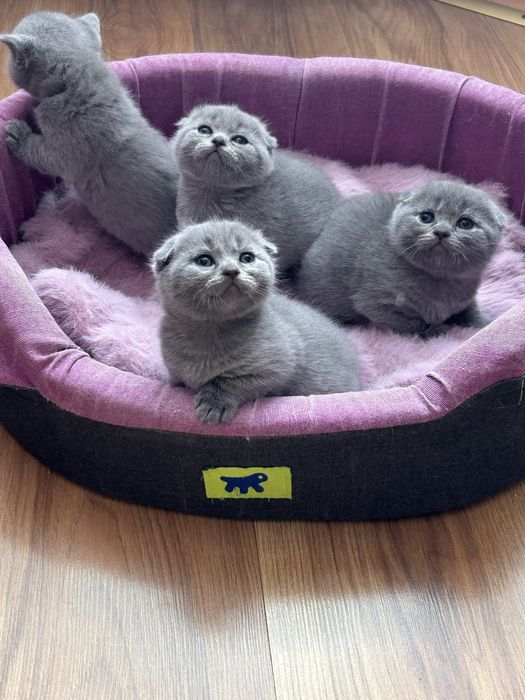Шотландські кошенятка