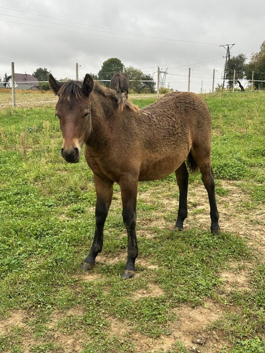 Hucuły, ogierki, źrebieta