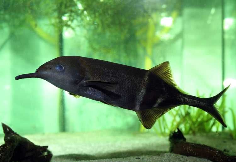 MISIEKZOO - trąbonos / Mruk Petersa