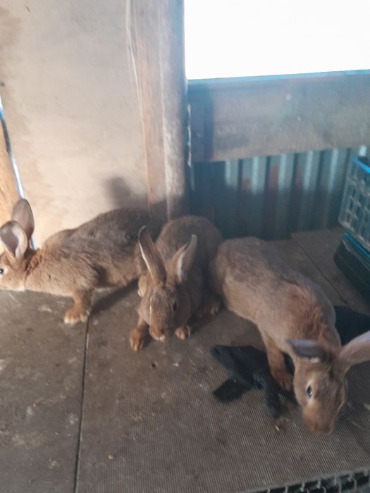 Продам кроликів живих на забій