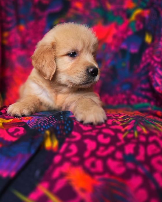 GOLDEN RETRIEVER-złote szczeniaki, śliczne, ZKwP/FCI