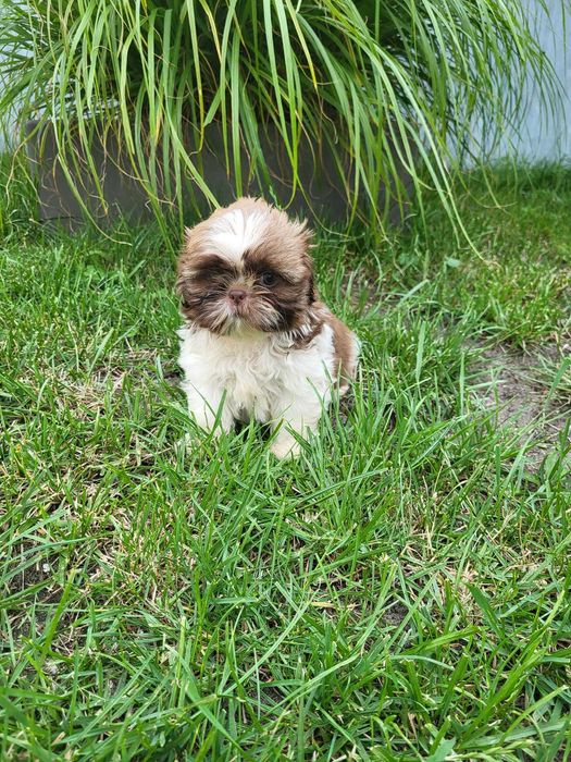 Szczeniak Shih-tzu suczka