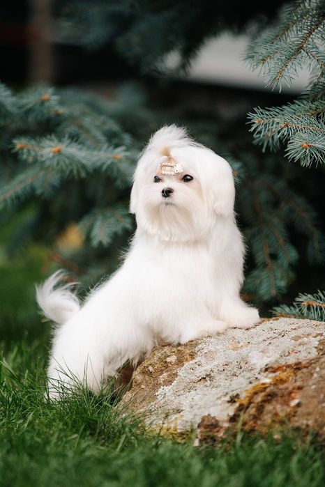 Сказочная Девочка мини для дома и души