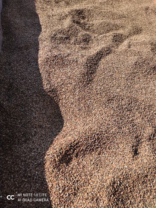 Gryka, tatarka  zbiór 2025 nie dysykowana