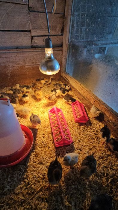 Kurczaki szwedzkie kwiaty