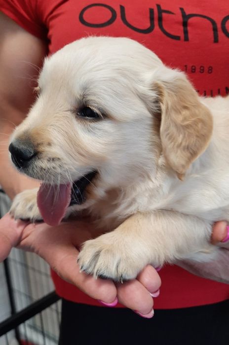 Golden Retriever szczeniak