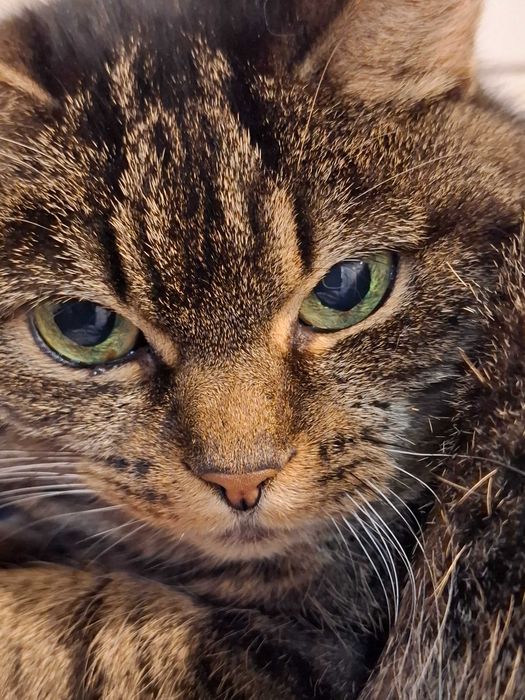 6-letnia Pusia gaśnie w częstochowskim schronisku