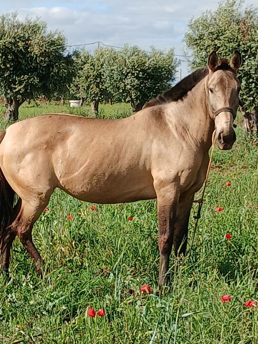 Vendo egua baia 8 anos 158 o garrote