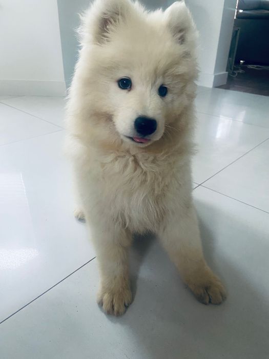 Samoyed szczeniak piesek gotowy do odbioru
