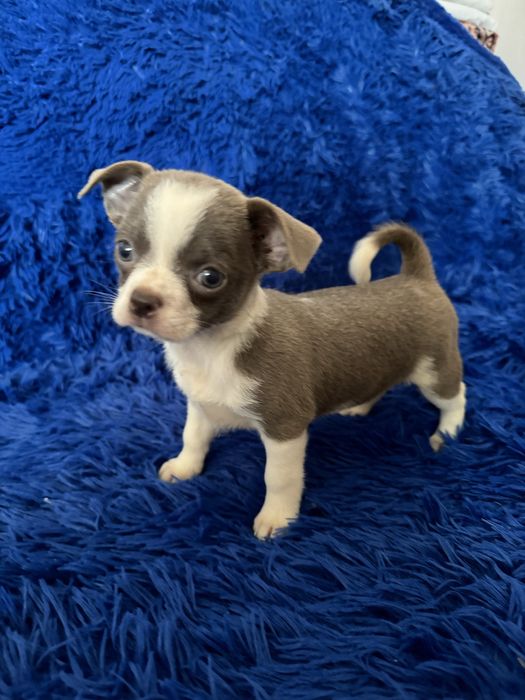 Дівчинка чіхуахуа