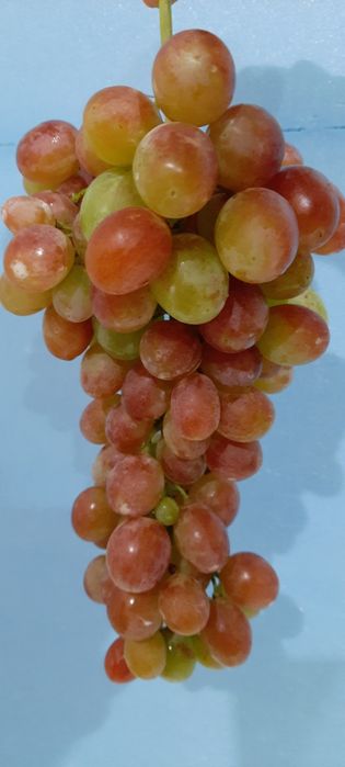 Продам виноградну лозу на 4-6  бруньки.