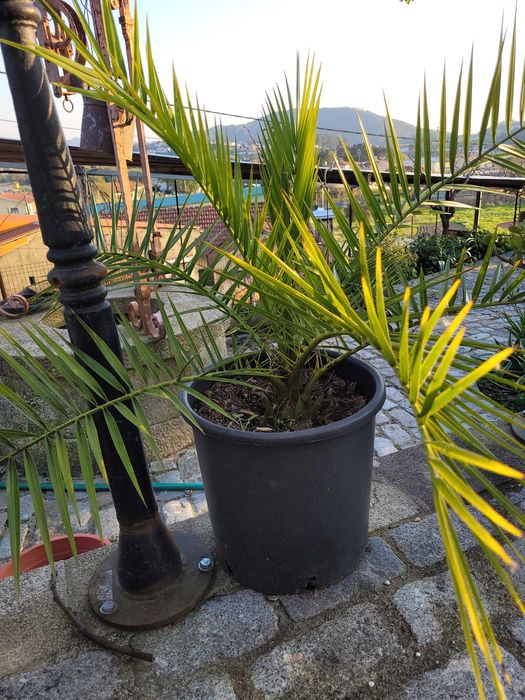 Planta exterior cedros
