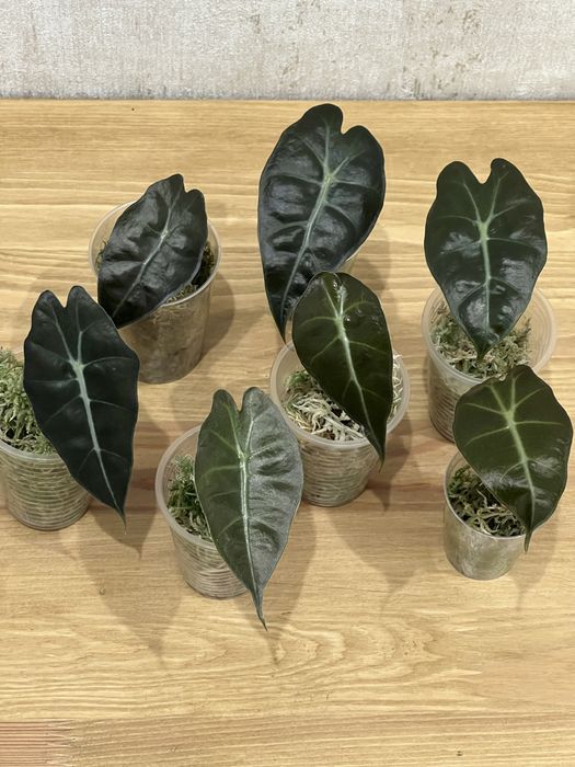 Алоказія Поллі в наявності