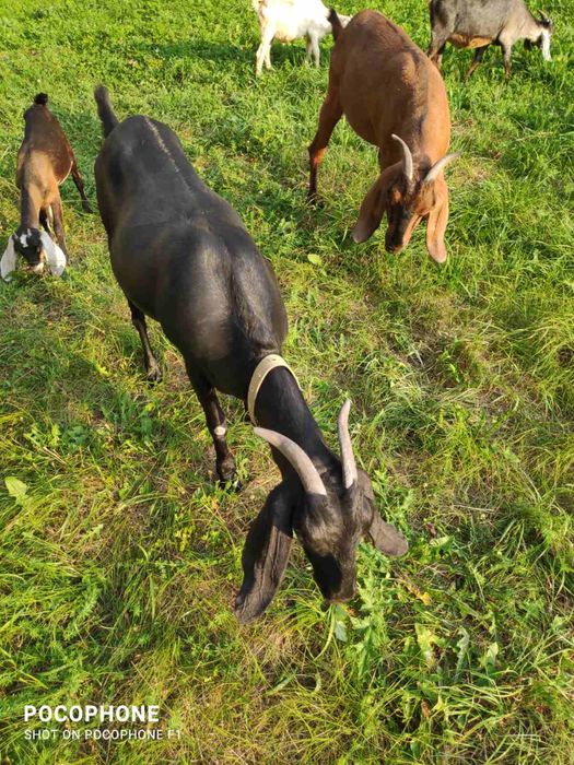 Англо- нубійські кози та козли
