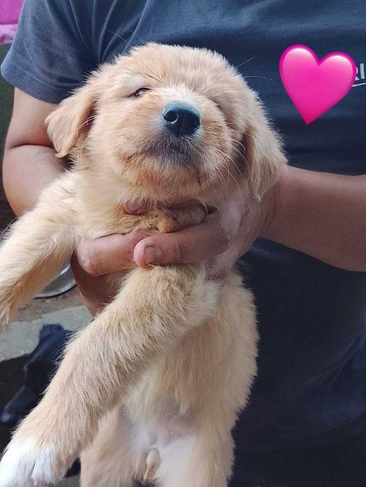 Cães bebés para adoção responsável