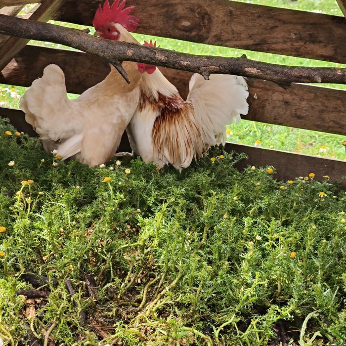 Ovos e pintos de várias raças