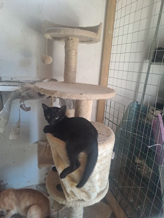 Gatinhas fêmeas com 2 meses para adoção