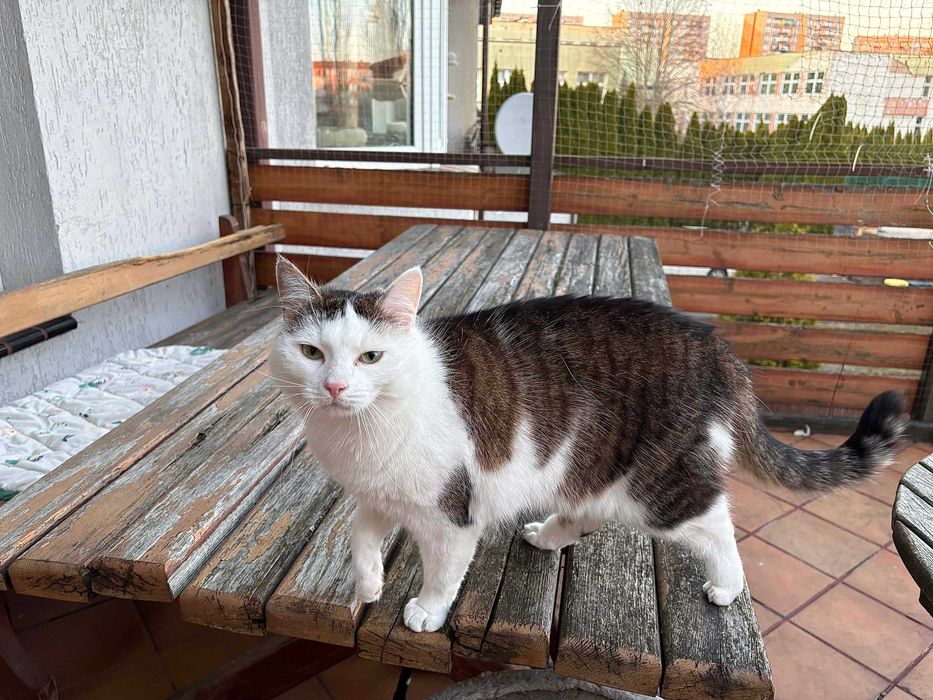 Piękna koteczka do adopcji