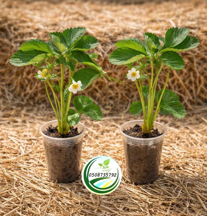 Полуниця на підвіконні Homemade, в горшках і кашпо, родить цілий рік